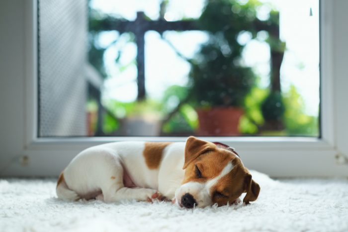cachorro en una alfombra