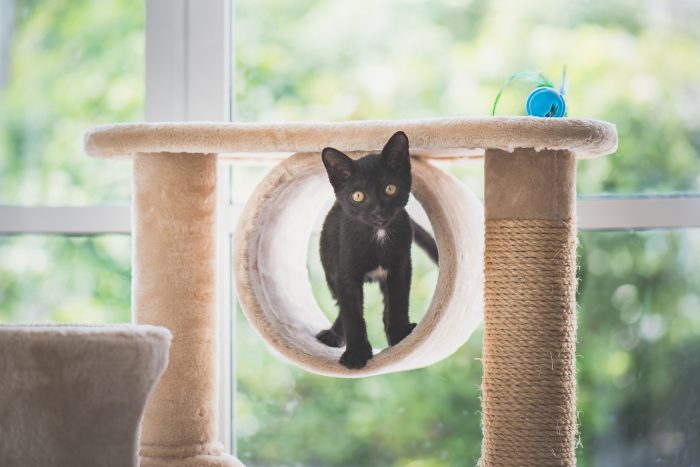 gato negro en torre