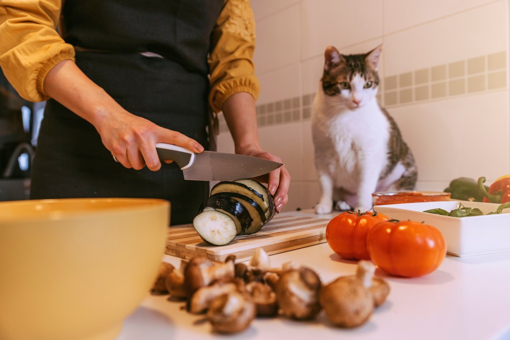 alimentos que no deben comer los gatos