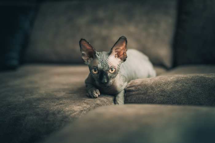 gato sin pelo en sofá