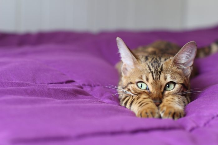 gato en un colchón