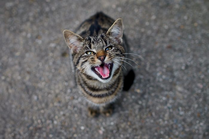 gato enfadado