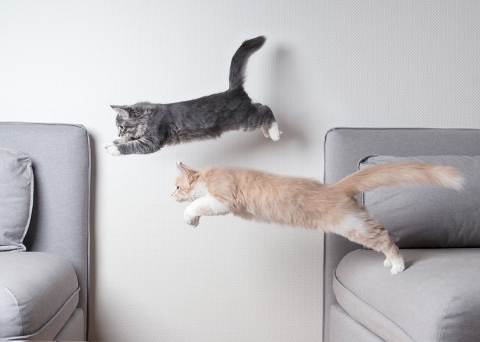 gatos saltan de sofá en sofá