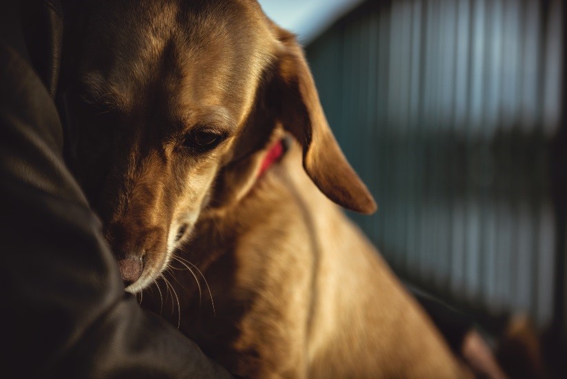 abrazo perro