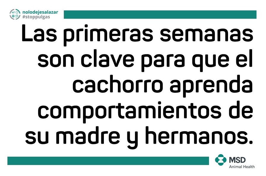 cachorro perro comportamiento