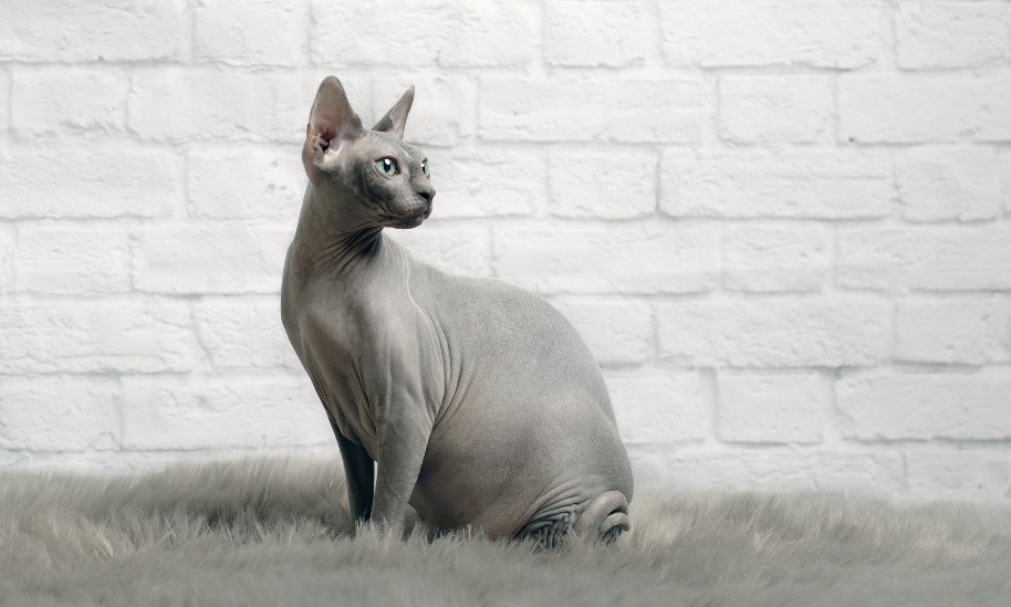 gato gris sin pelo