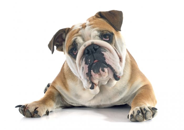 bull dog
