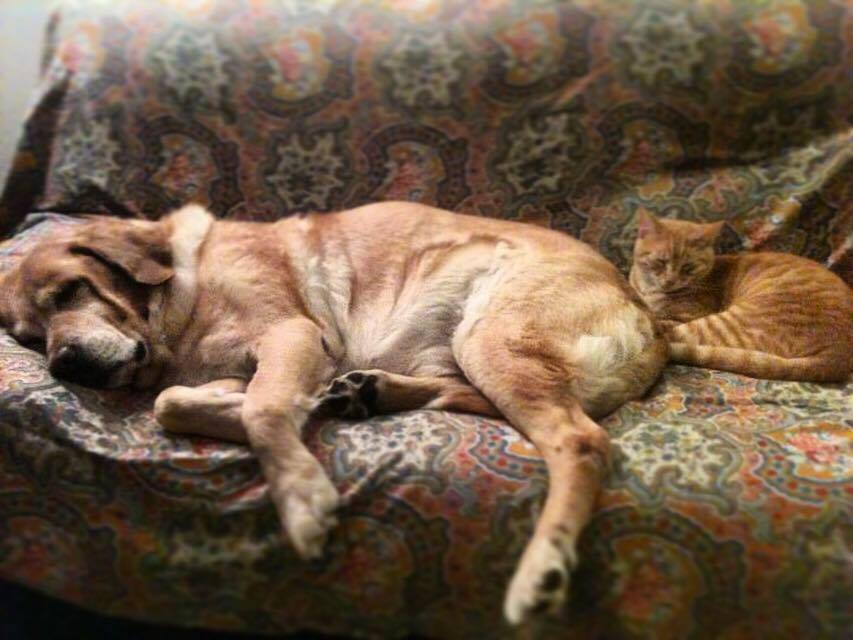 gato y perro descansan