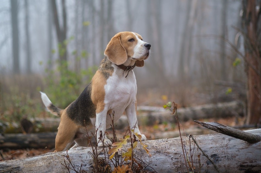 perro beagle bosque