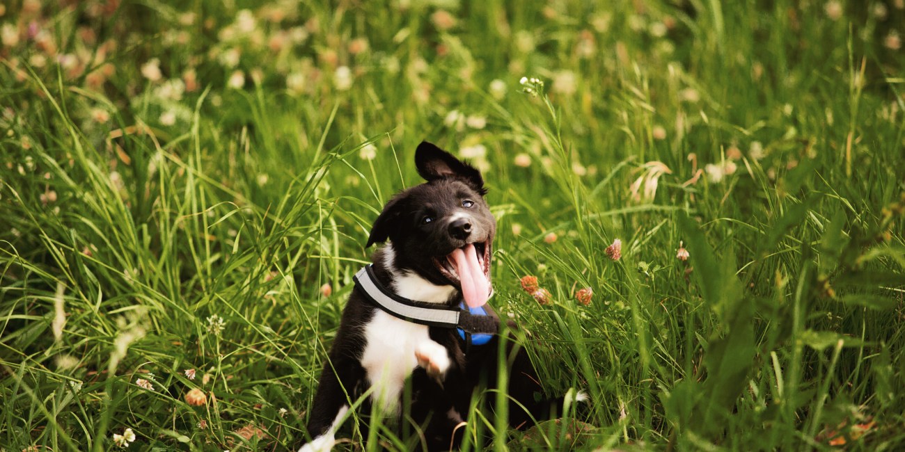 perro primavera