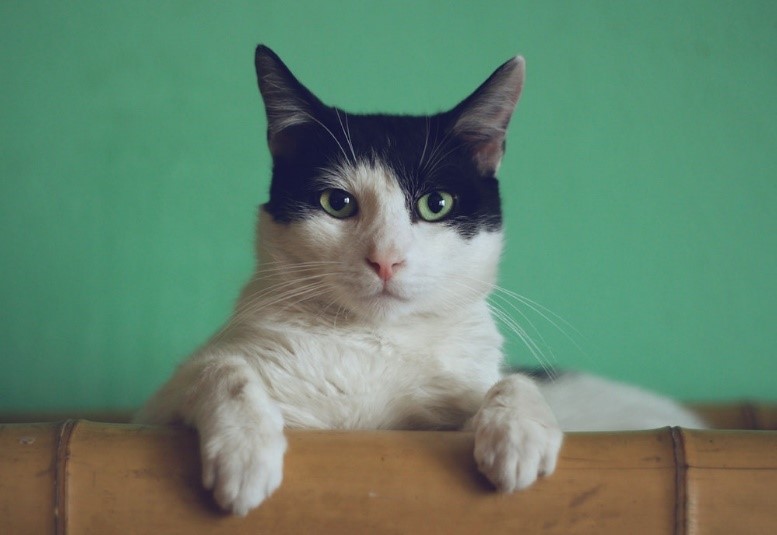 gato de ojos verdes
