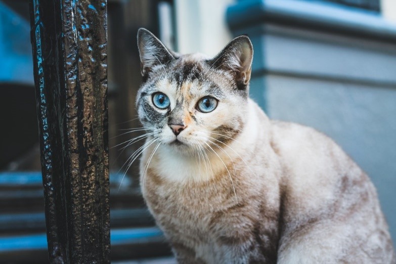 gato de ojos azules