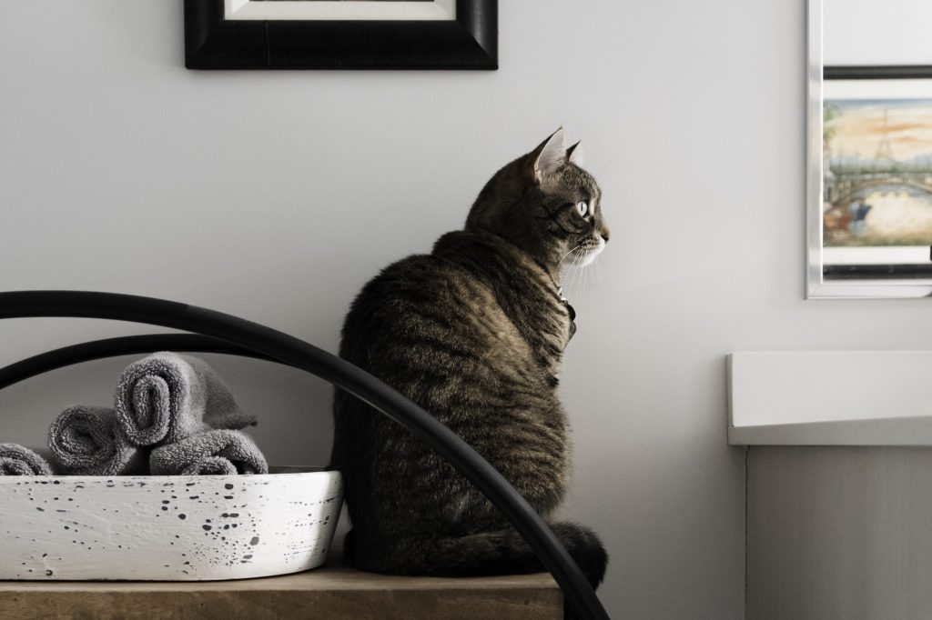 bañar gato