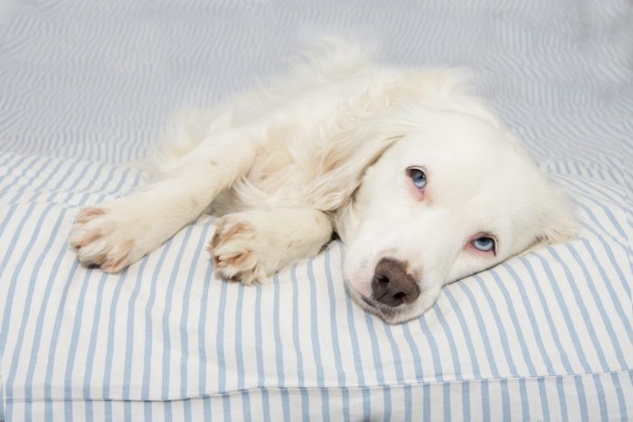 perro descansa en colchón