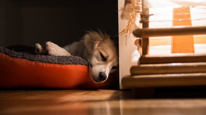 perro descansa en cama