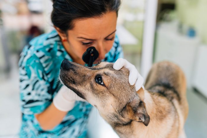 veterinaria mira ojos de perro
