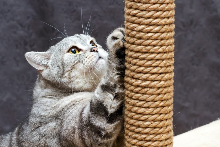 gato que araña rascador
