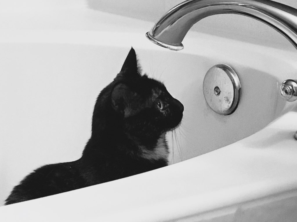 bañar gato