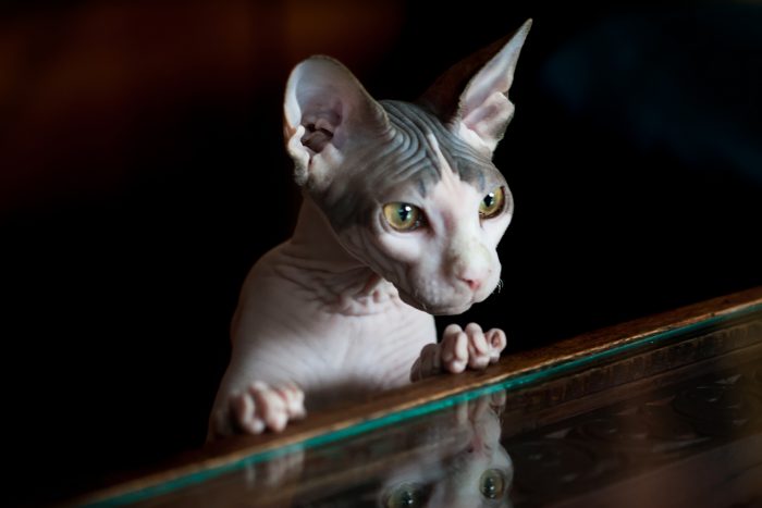 gato sin pelo en mesa de cristal