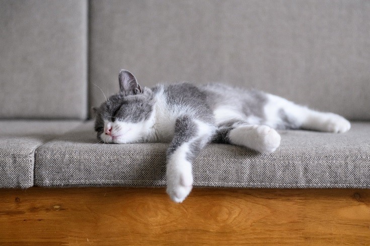 gato descansa en el sofá