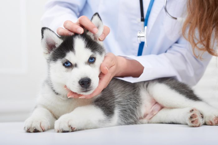 husky bebe en veterinario