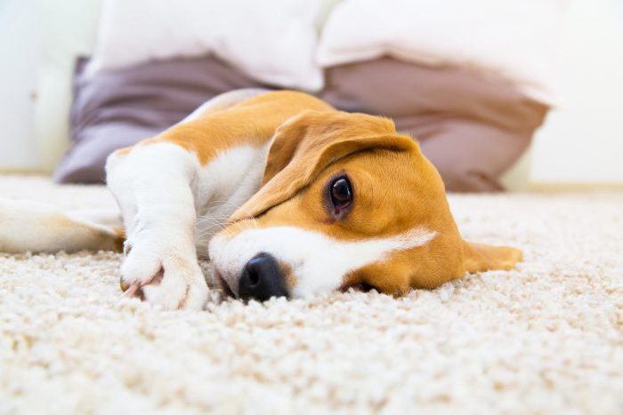 perro descansa en alfombra