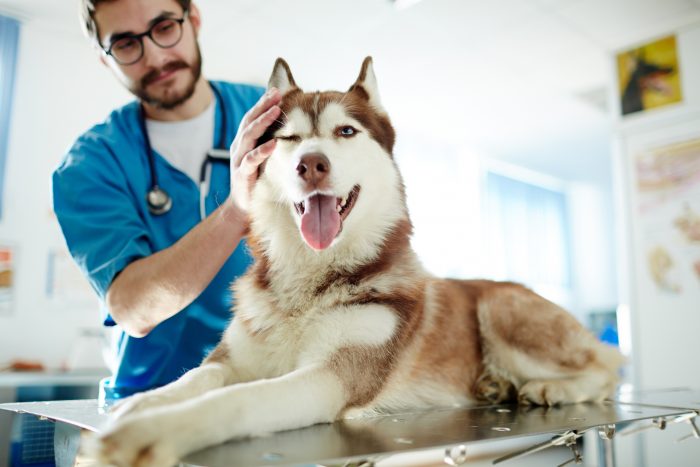 veterinario con husky