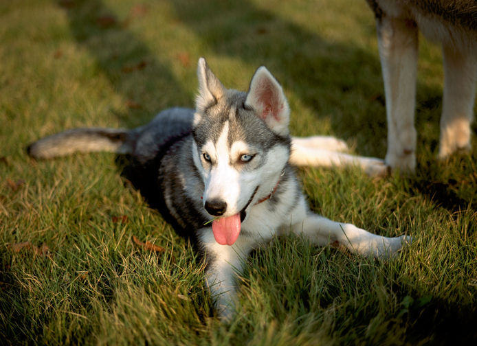 husky en la hierba