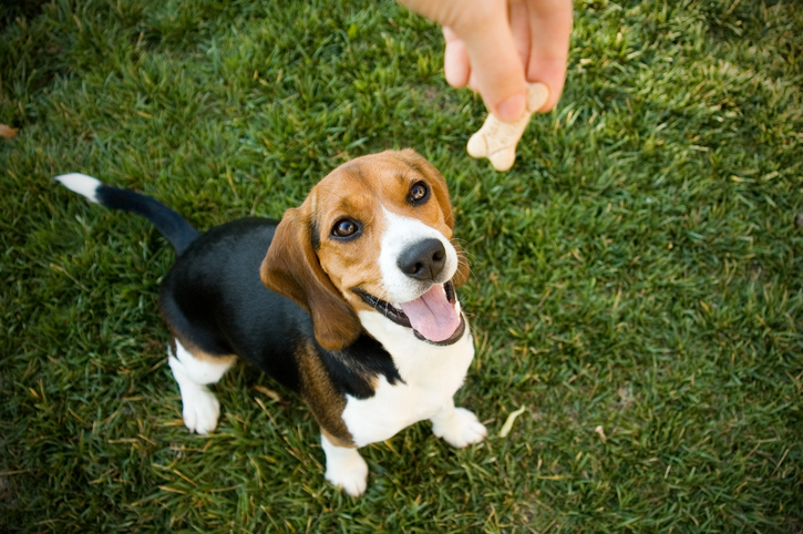 juguetes para perros con hueso