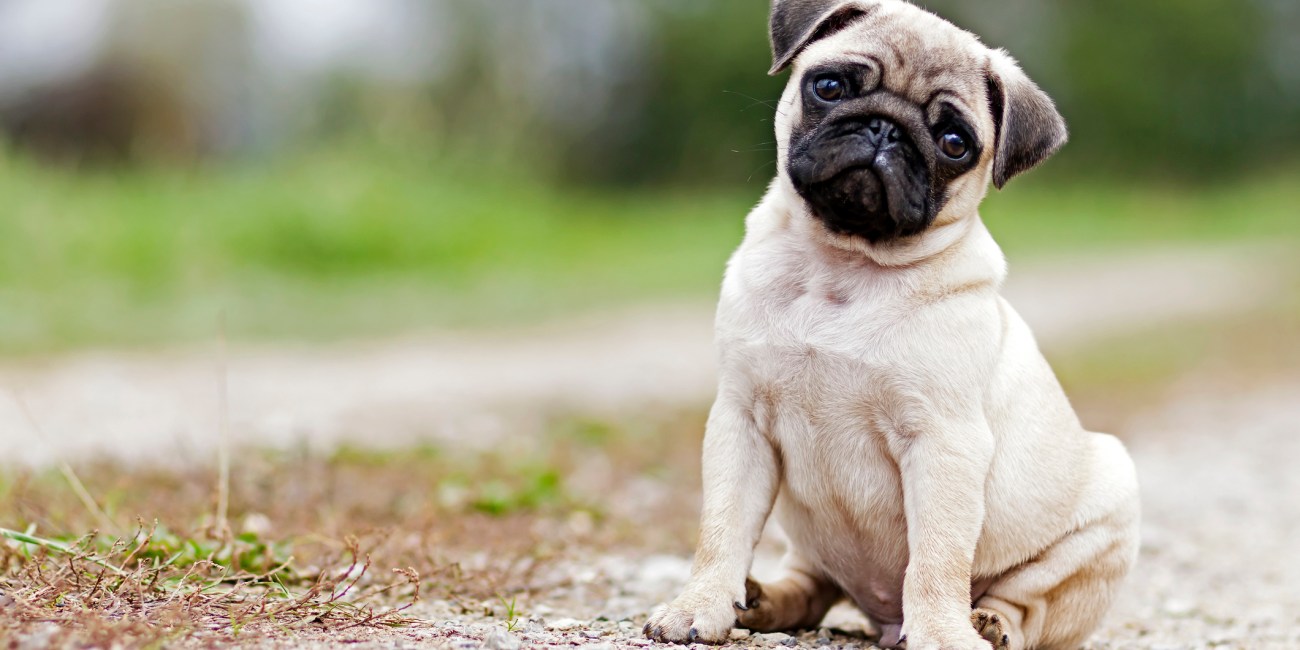 cachorro pug