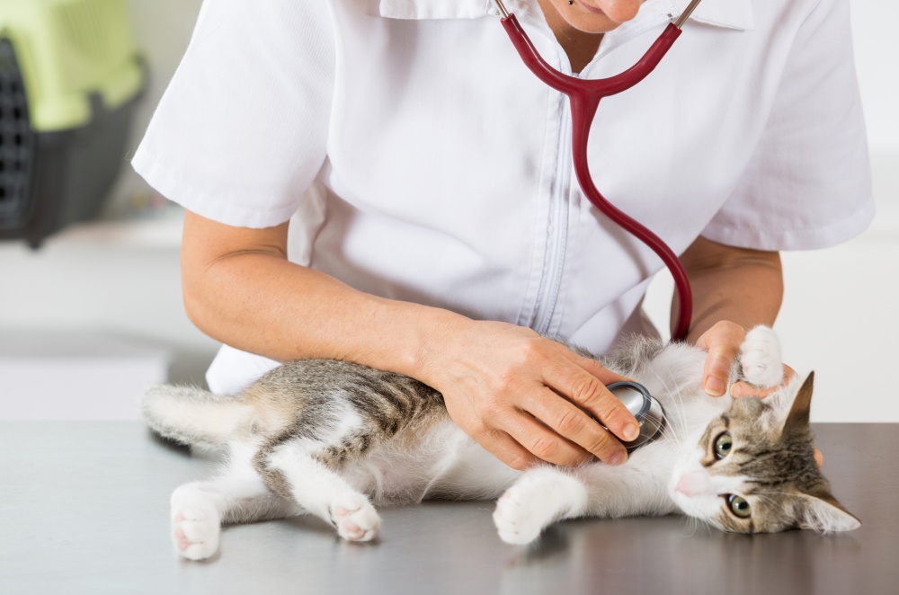 transtorno gastrointestinal gato veterinario