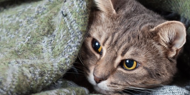 pulgas en gato