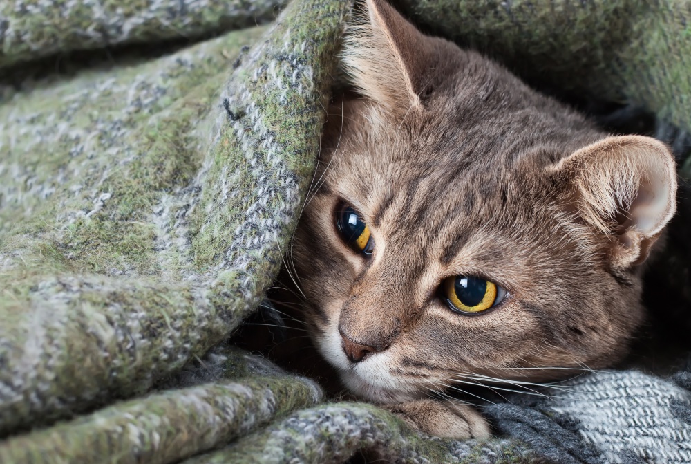 pulgas en gato