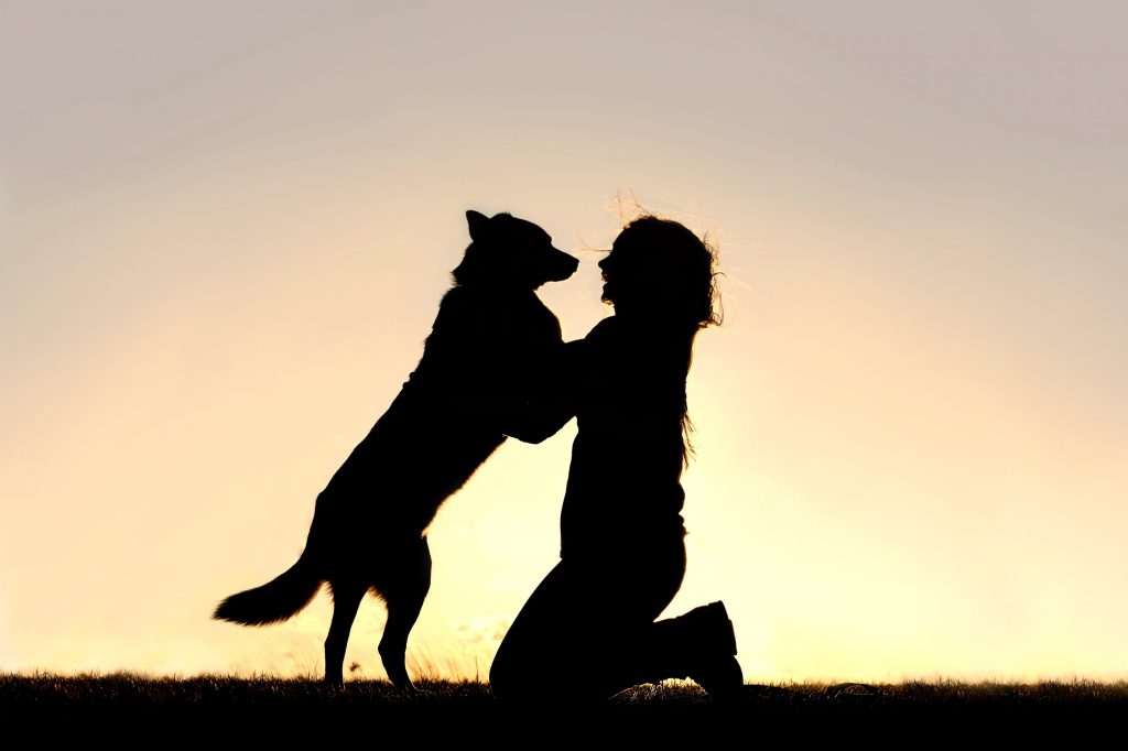residencia para perro