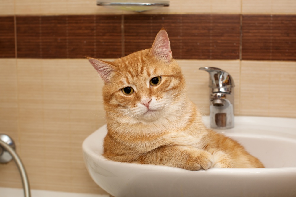 gato baño
