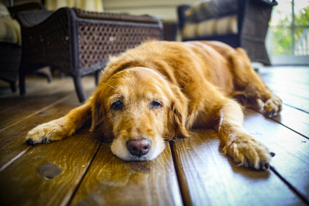 perro anciano decansa en el suelo de madera
