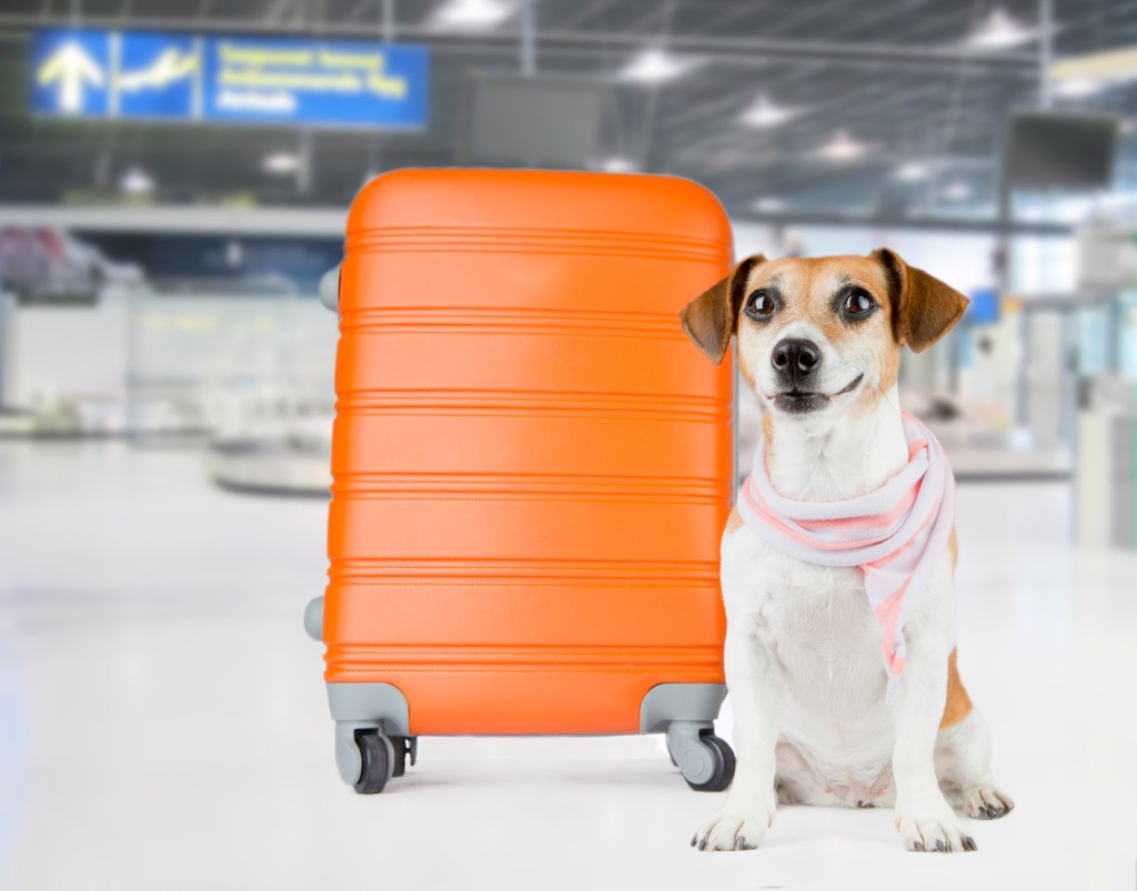 viajar con perro con maleta