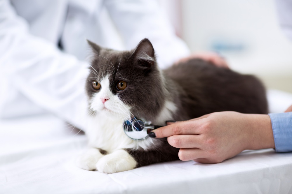vacuna en gato auscultado