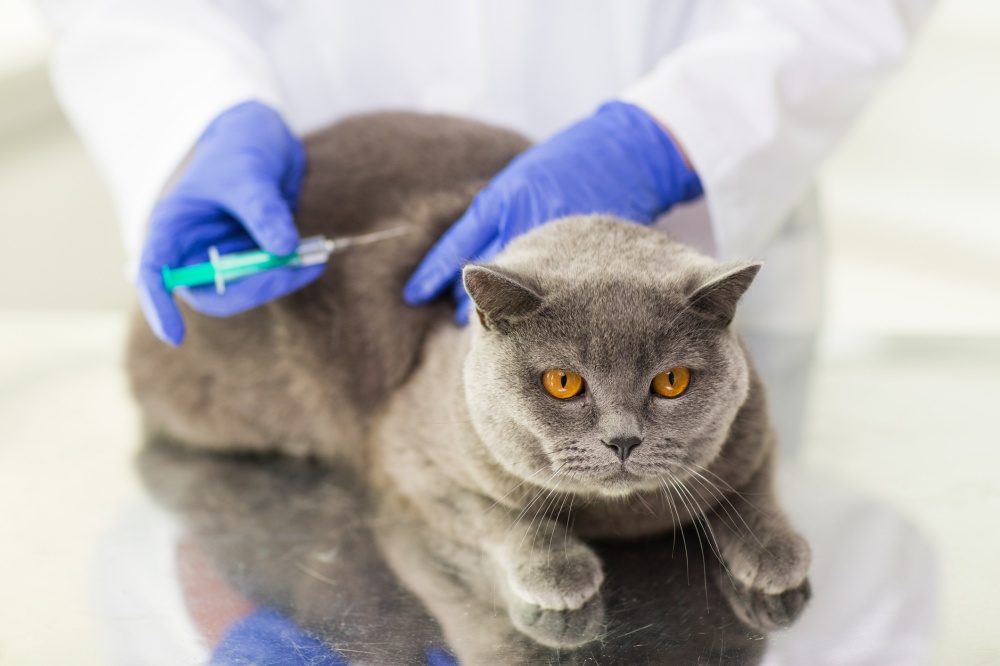 vacuna en gatos