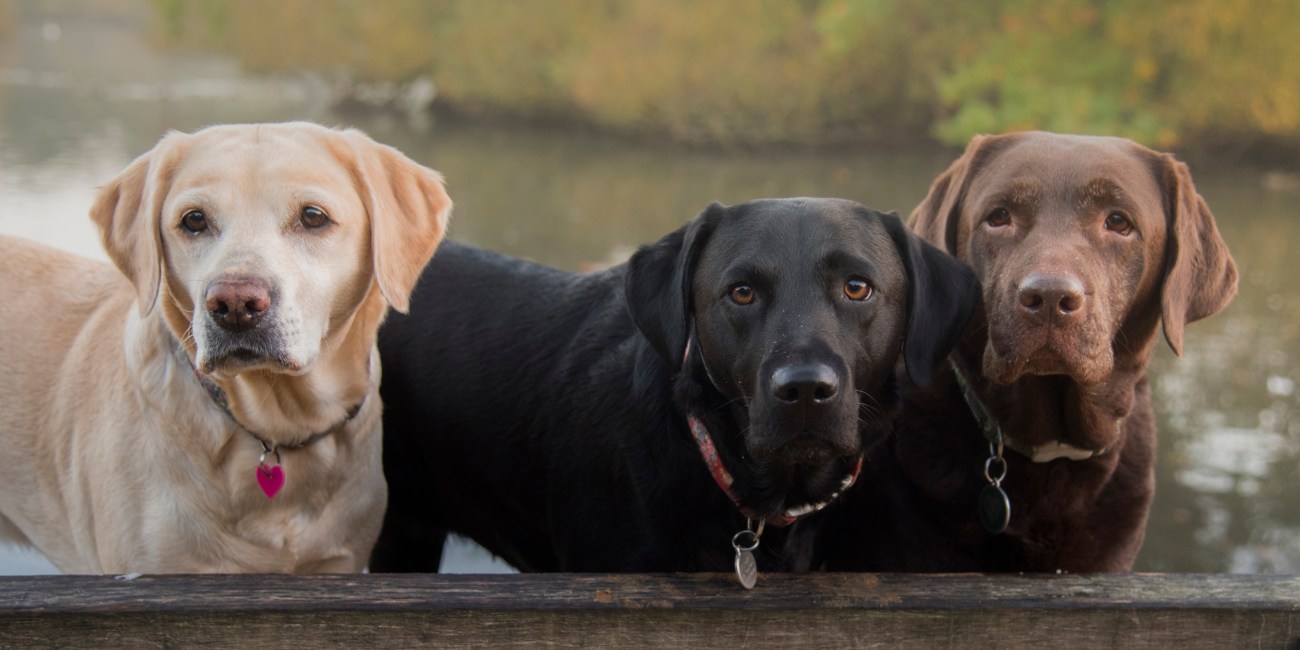 perros hermanos