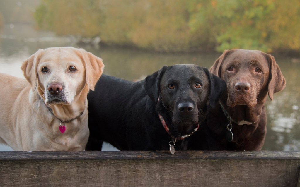 labradores retriever