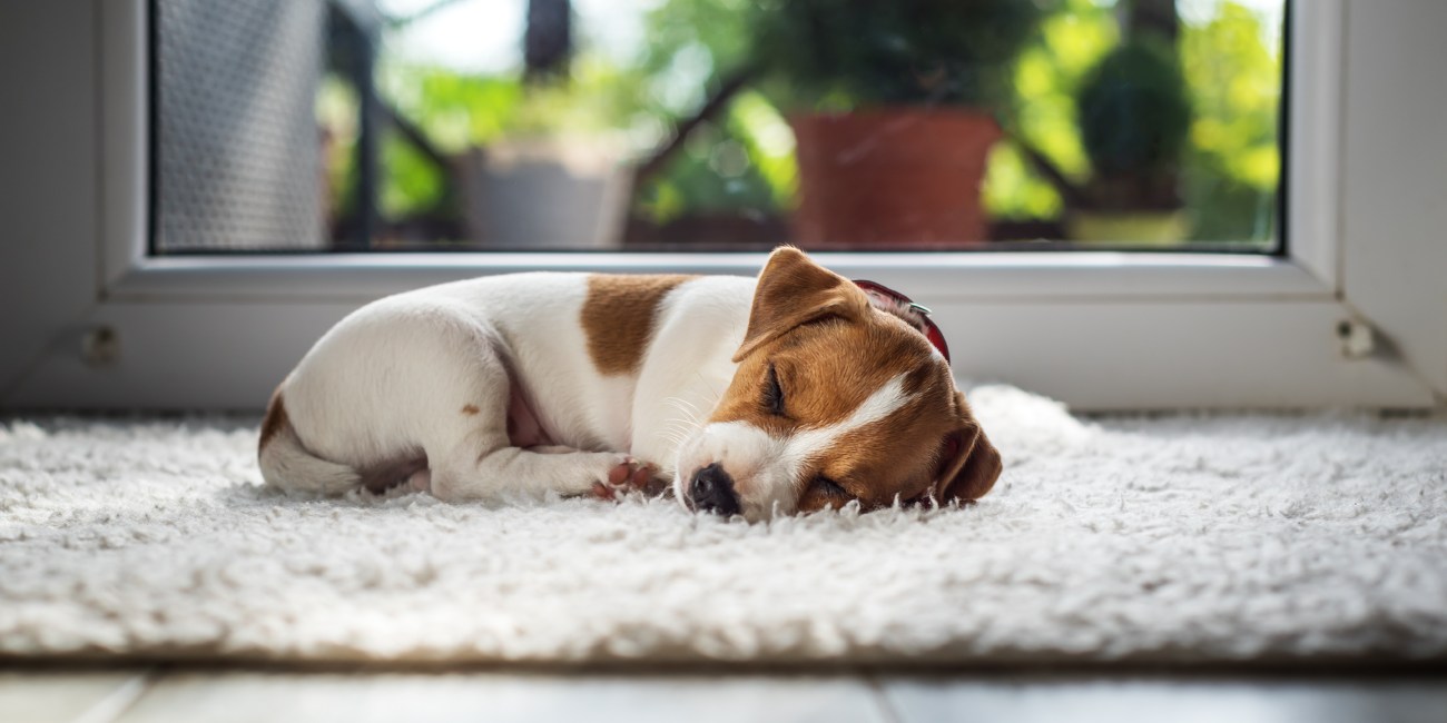 dormir cachorro