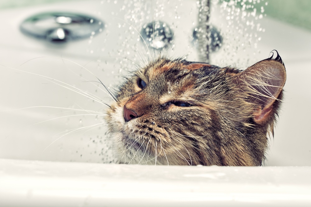 gato bañar