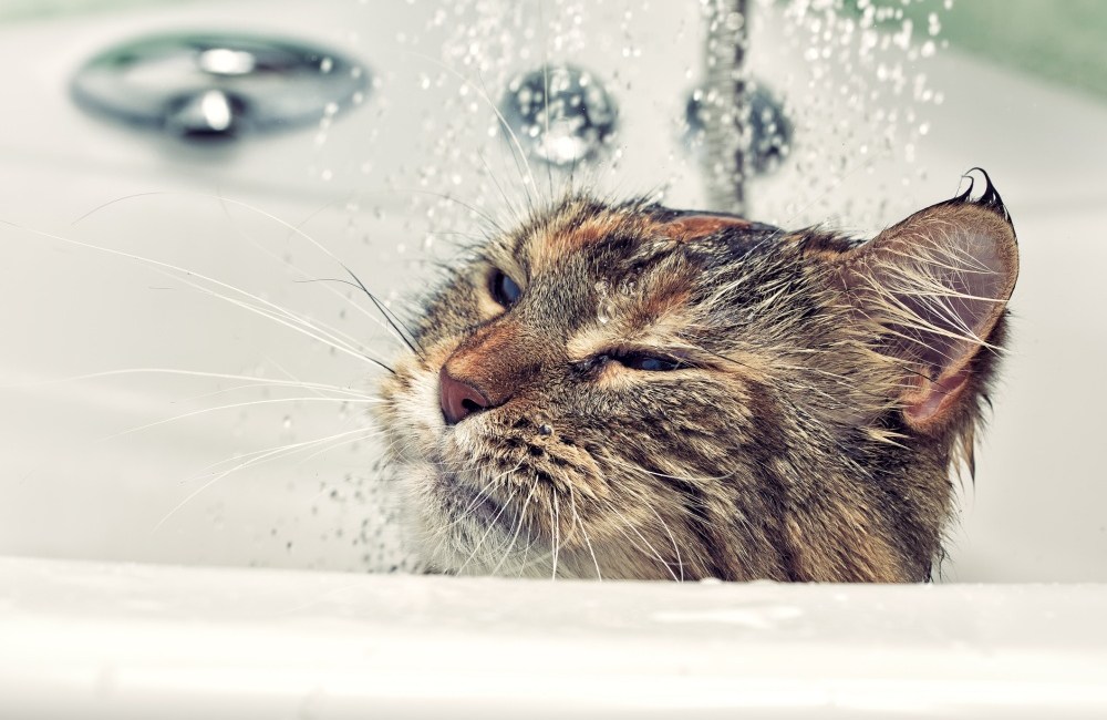 agua gato