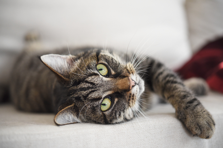 Ocio para gatos
