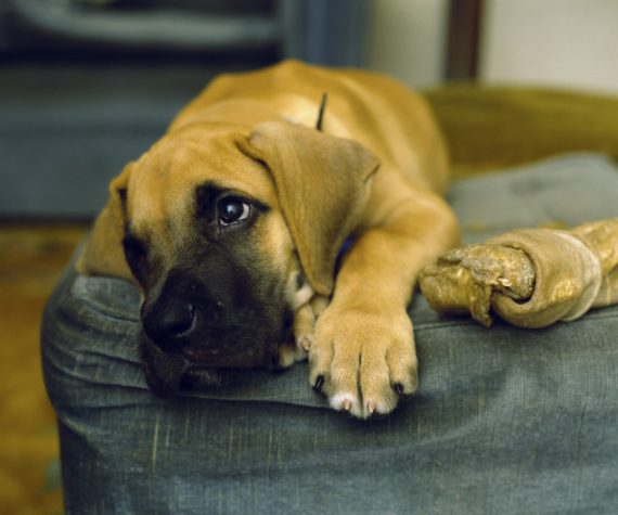 perro descansa en un sofá