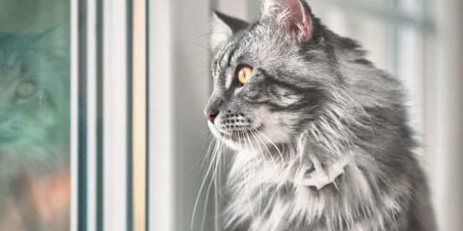 diabetes gato