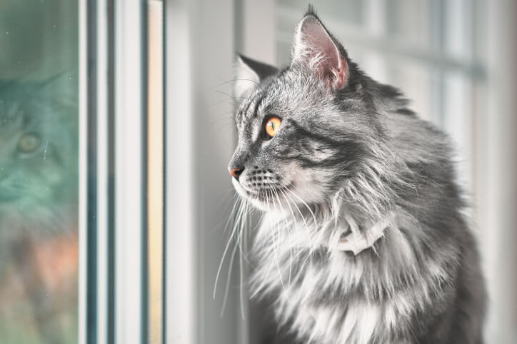 gato mira por la ventana