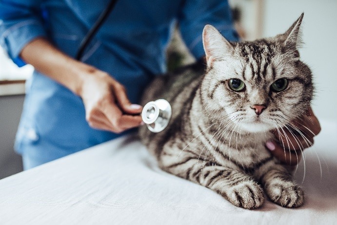 gato va al médico