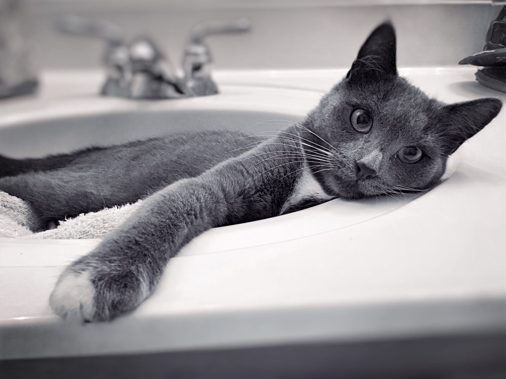 gato en lavadero